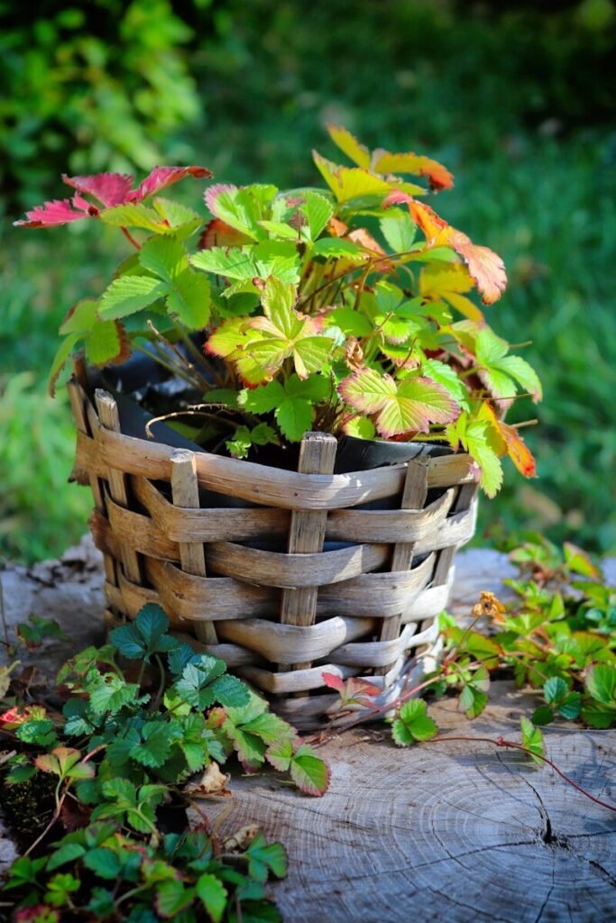 A basket filled with plants sitting on top of a tree stump